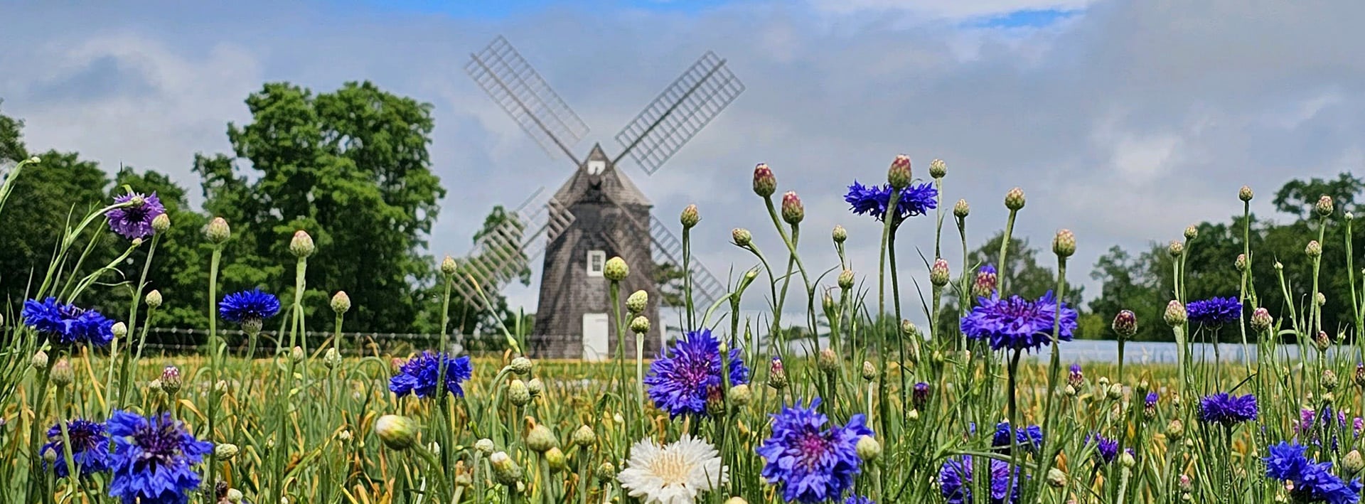 The Windmill - Sylvester Manor