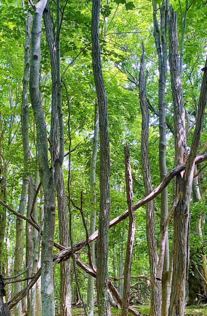 Sculpture Trees