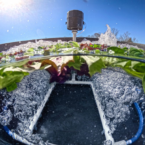 greens bubbler